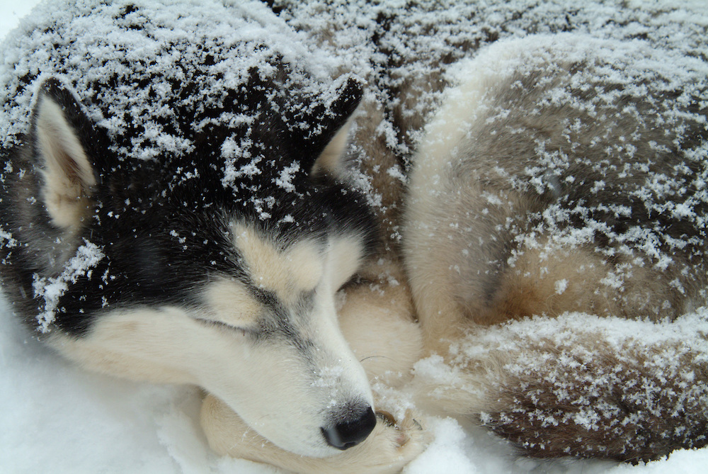 Husky in Snow